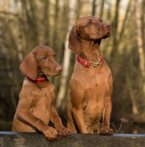 Bild_hundehaftpflichtversicherung zwei braune hunde