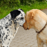 Bild_hundehaftpflichtversicherung zwei hunde