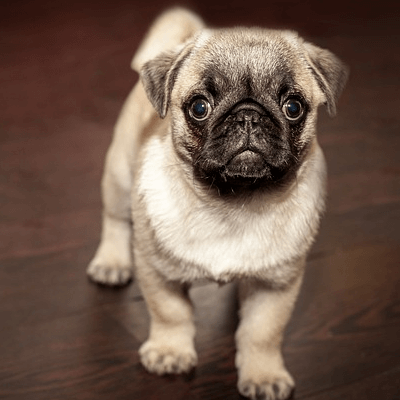 Bild_hundekrankenversicherung mops