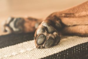 Bild_hundekrankenversicherung pfote hund braun