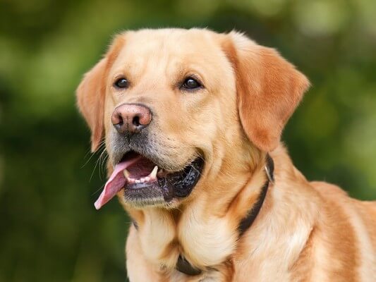 Bild_tierkrankenversicherungvergleich hund gold