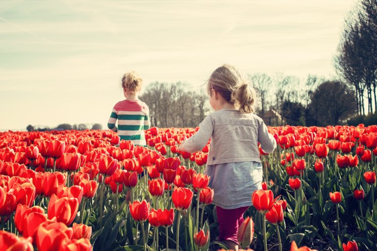 Bild_Magazin Kinder Feld Tulpen rot